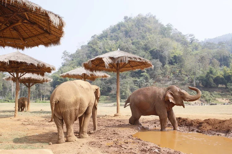 Elephant sanctuary, Thailand